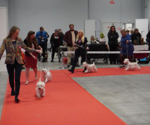 Międzynarodowa Wystawa Psów Rasowych Duo Cacib Kielce 2025