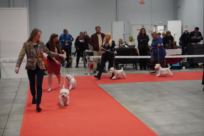 Międzynarodowa Wystawa Psów Rasowych Duo Cacib Kielce 2025