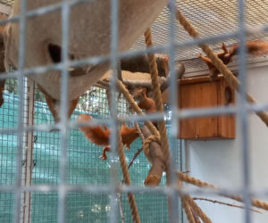 Dniami i nocami ratują dzikie zwierzęta. Niezwykłe miejsce w Spytkówkach w powiecie kościańskim