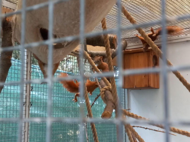 Dniami i nocami ratują dzikie zwierzęta. Niezwykłe miejsce w Spytkówkach w powiecie kościańskim