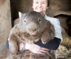 WOMBAT GIGANT