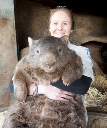 WOMBAT GIGANT