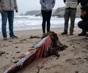 Gigantyczny wstęgor królewski pojawił się na plaży. Według wierzeń zwiastuje katastrofę
