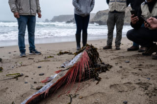 Gigantyczny wstęgor królewski pojawił się na plaży. Według wierzeń zwiastuje katastrofę