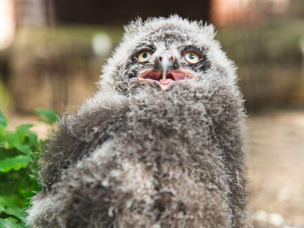 We Wrocławskim zoo wykluły się śnieżnobiałe puchacze. Są rozkoszne!