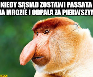 Mróz memy