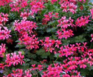 Pelargonia kaskadowa – uprawa, pielęgnacja i sekrety