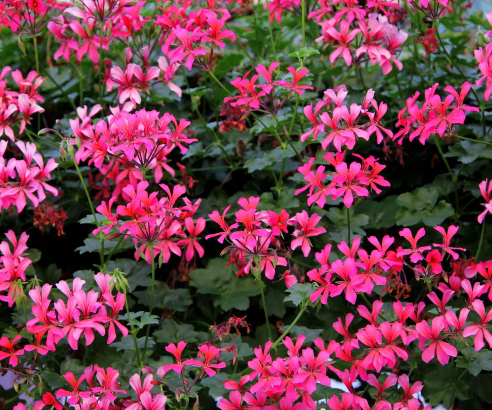 Pelargonia kaskadowa – uprawa, pielęgnacja i sekrety