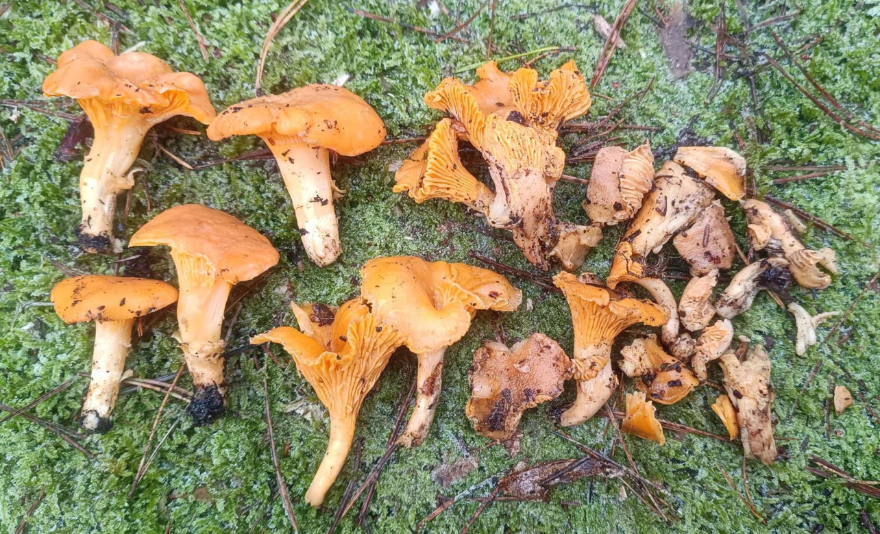 Grzybobranie w zimie w Lubuskiem