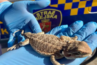Egzotyczna Agama w Bieszczadach. To jaszczurka podróżniczka 