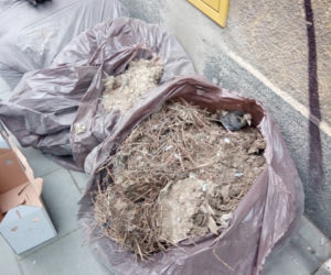 Kraków: Znaleziono pisklęta w workach na śmieci [ZDJĘCIA]