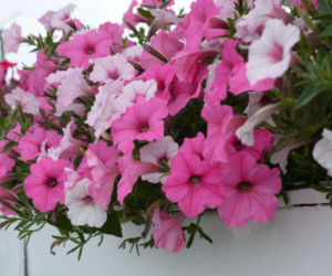 Petunia