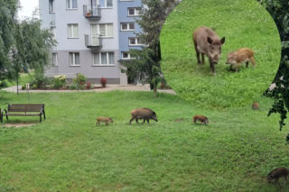 Dziki coraz śmielej wchodzą do centrum Skarżyska-Kamiennej