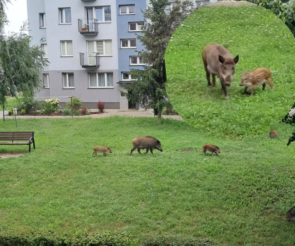 Dziki na osiedlowym trawniku pod blokiem. Na miniaturze locha z warchlakiem. O problemie przeczytasz na Eska Starachowice.