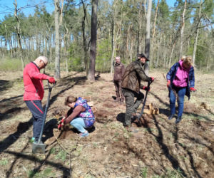 W Lesie Sekulskim rośnie już kilkaset nowych, młodych buków! Drzewa zasadzili członkowie siedleckiego samorządu i leśnicy