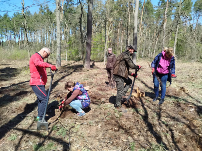 W Lesie Sekulskim rośnie już kilkaset nowych, młodych buków! Drzewa zasadzili członkowie siedleckiego samorządu i leśnicy