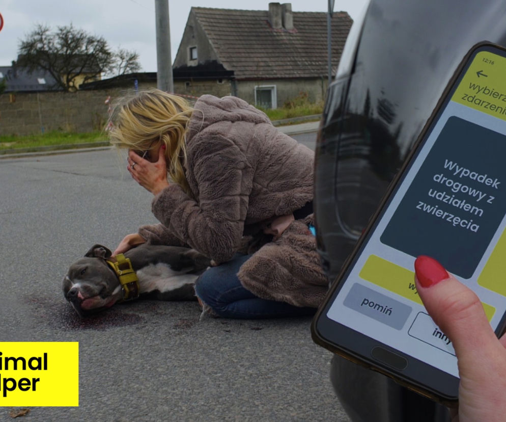 Powstaje darmowa aplikacja ANIMAL HELPER
