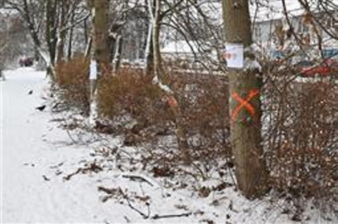"Zostawcie drzewa w spokoju". Mieszkańcy Wołomina protestują przeciwko wycince 