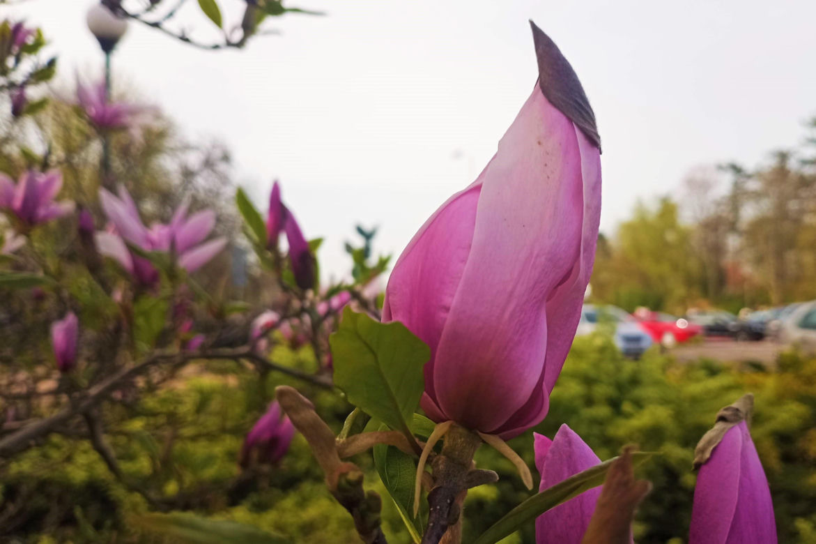 Magnolie w Szczecinie