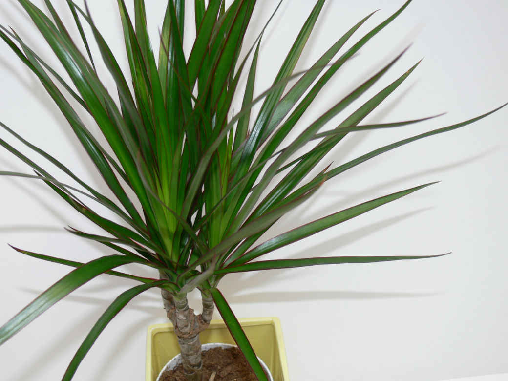 Dracena obrzeżona