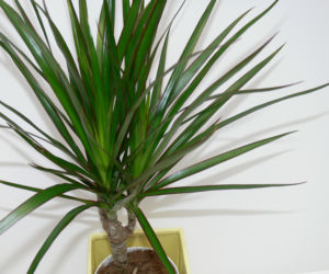 Dracena obrzeżona