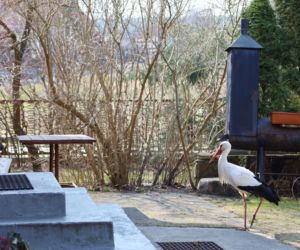 Bocian celebryta wraca do Polski. Krutek jest już w Europie!