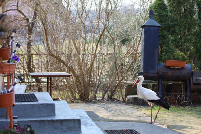 Bocian celebryta wraca do Polski. Krutek jest już w Europie!