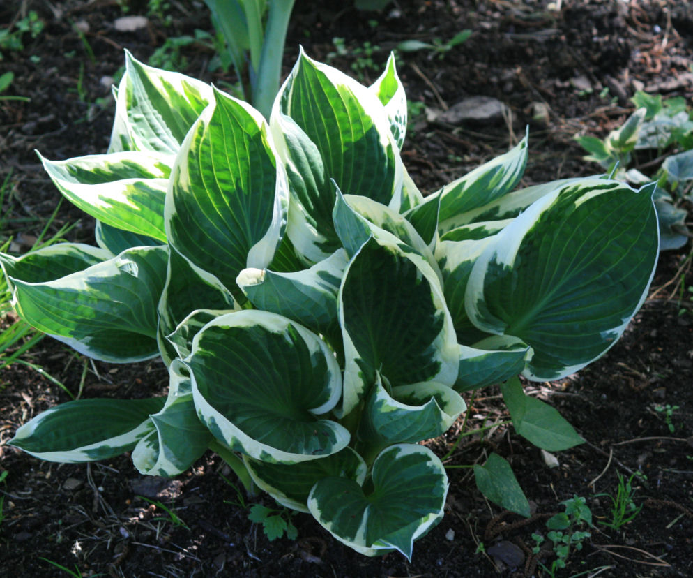 Funkia 'Patriot'