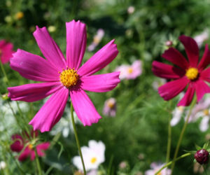 Kosmos podwójnie pierzasty - Cosmos bipinnatus