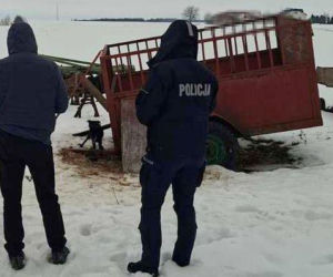 Psy na łańcuchach bez wody i jedzenia. Małżeństwo odpowie za znęcanie się nad 16 psami