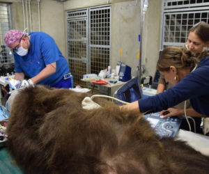 Niedźwiedzie z zoo w Poznaniu przeszły zabiegi dentystyczne
