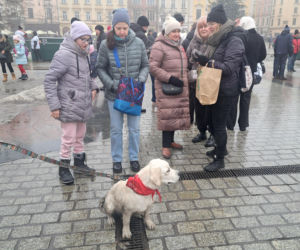 34. finał WOŚP w Krakowie. Golden Retrievery na Rynku Głównym