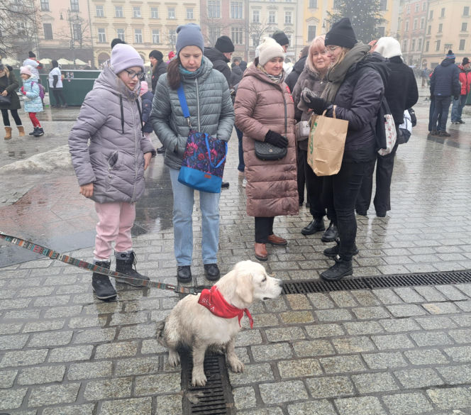 34. finał WOŚP w Krakowie. Golden Retrievery na Rynku Głównym