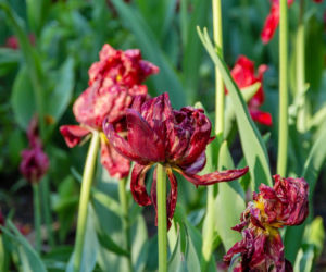 Co zrobić, gdy wiosenne rośliny cebulowe przekwitną?