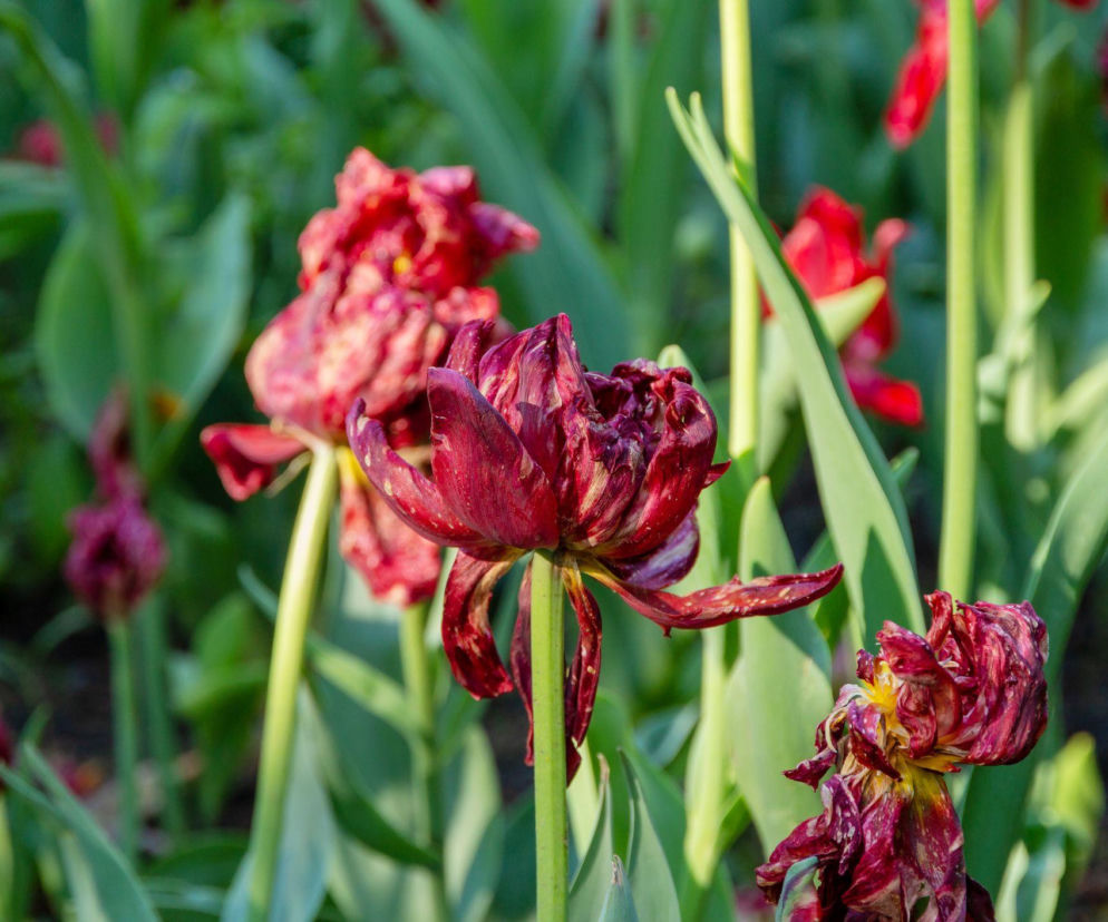 Co zrobić, gdy wiosenne rośliny cebulowe przekwitną?