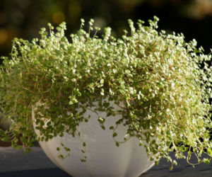 Soleirolia rozesłana