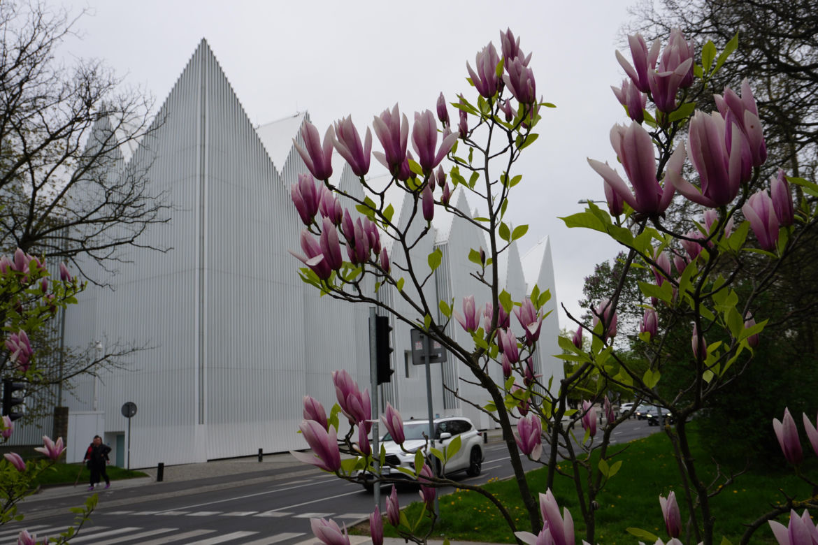 Szlak magnolii Szczecin