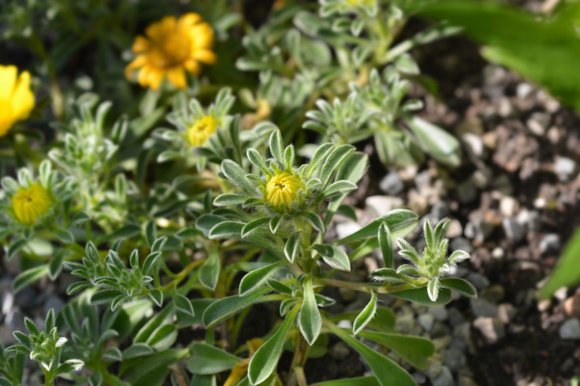 Asteriscus nadmorski