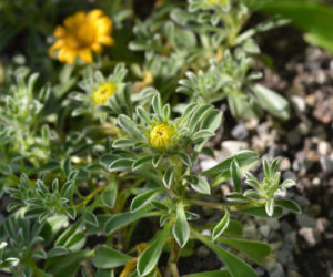 Asteriscus nadmorski