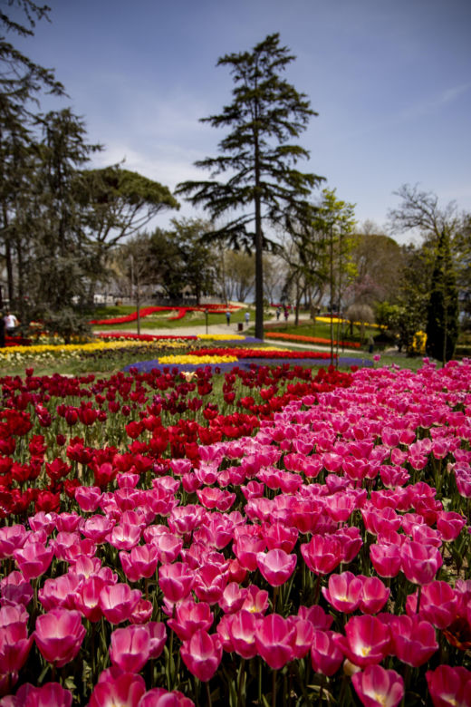 Festiwal tulipanów w Stambule - Istanbul Lale Festivali