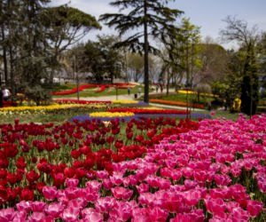 Festiwal tulipanów w Stambule - Istanbul Lale Festivali