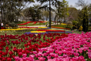 Festiwal tulipanów w Stambule - Istanbul Lale Festivali