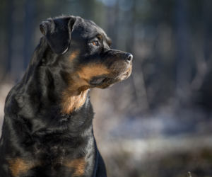 Rottweiler