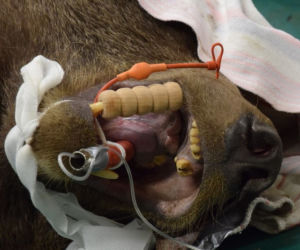 Niedźwiedzie z zoo w Poznaniu przeszły zabiegi dentystyczne