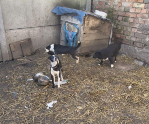 Przerwali cierpienie zwierząt. 12 psów i kot odebrane właścicielom