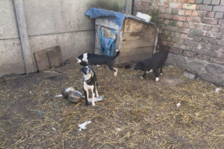 Przerwali cierpienie zwierząt. 12 psów i kot odebrane właścicielom