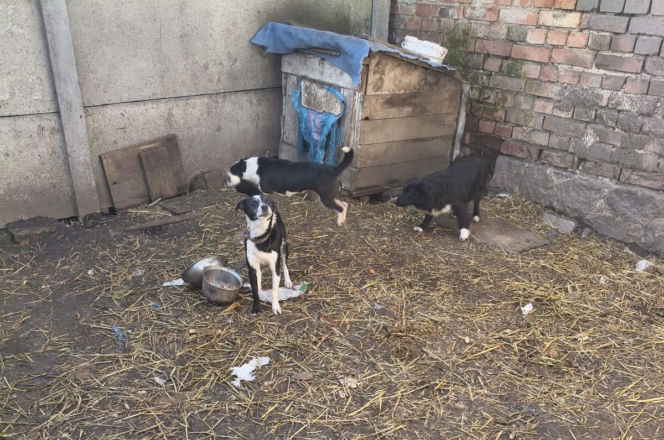 Przerwali cierpienie zwierząt. 12 psów i kot odebrane właścicielom