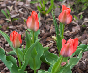 Tulipany Greiga