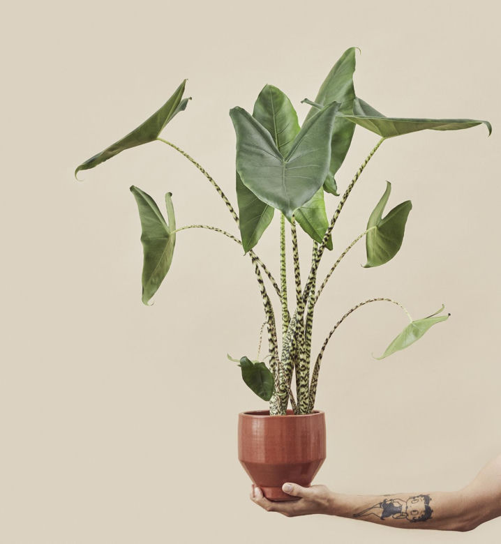 Alokazja zebrina (Alocasia zebrina)