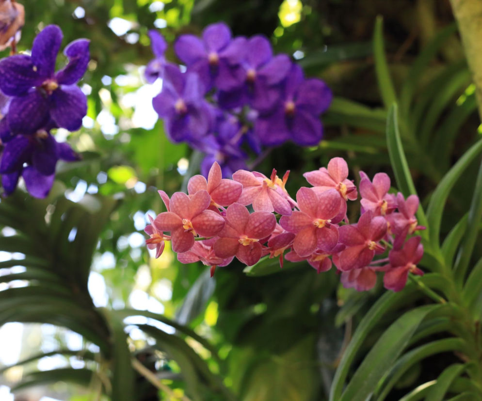 Storczyk Vanda